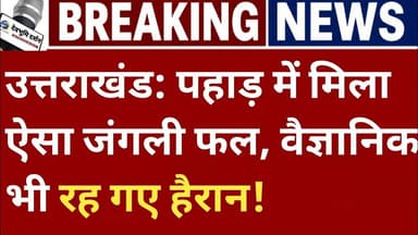 उत्तराखंड: पहाड़ में मिला ऐसा जंगली फल, वैज्ञानिक भी रह गए हैरान! |Uttarakhand news Today|| kilmora