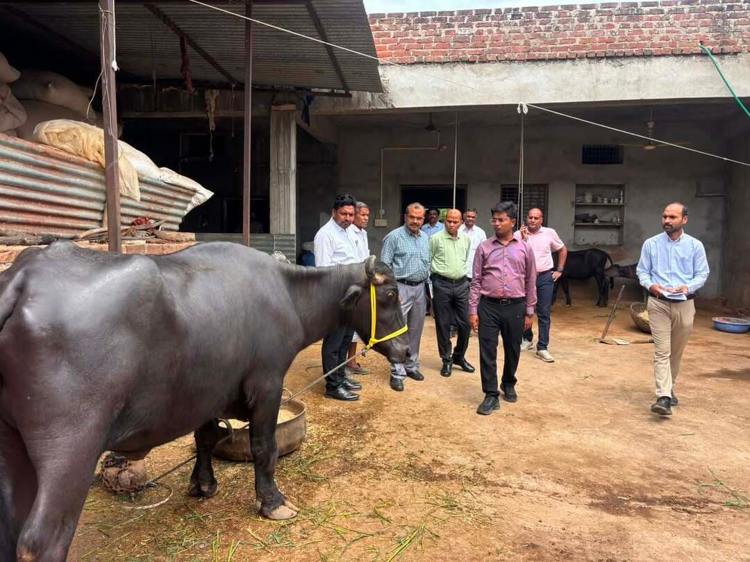 डेयरी प्लस इकाई का जिला पंचायत सीईओ ने किया निरीक्षण
डेयरी व्यवसाय से पशुपालक को प्रतिमाह करीब 12 हजार रुपये की आय
नीमच, 21 अगस्त 2026। मुख्यमंत्री जन-विश्वास अभियान के तहत जिला पंचायत सीईओ श्री अमन वैष्णव ने शुक्रवार को ग्राम पंचायत झांतला में पशुपालक श्री संजय कुमार पिता श्री ओंकार लाल की डेयरी प्लस इकाई का निरीक्षण किया। उन्होंने डेयरी इकाई की व्यवस्थाओं, दुग्ध उत्पादन एवं पशुपालक को हो रही आय की जानकारी ली।
पशुपालक श्री संजय कुमार ने बताया कि उन्होंने पशुपालन विभाग की मुख्यमंत्री डेयरी प्लस योजना के माध्यम से उन्होंने दो लाख पंचनवे हजार रुपये का ऋण प्राप्त कर डेयरी व्यवसाय प्रारंभ किया है जिसमें से उन्हें एक लाख सैंतालीस हजार पांच सौ का अनुदान प्राप्त हुआ । वर्तमान में उनके पास मुर्रा नस्ल की दो भैंसें हैं, जिनसे प्रतिदिन लगभग 16 लीटर दूध का उत्पादन हो रहा है। दुग्ध विक्रय से उन्हें प्रतिमाह करीब 12 हजार रुपये की आय प्राप्त हो रही है।
पशुपालक ने बताया कि डेयरी व्यवसाय उनके लिए आय का नियमित एवं लाभकारी साधन बन गया है। सीईओ श्री वैष्णव ने पशुपालक से डेयरी संचालन, पशुओं के रखरखाव, चारा एवं दुग्ध उत्पादन से संबंधित जानकारी ली तथा शासन की योजनाओं से अधिकाधिक पशुपालकों को लाभान्वित करने की आवश्यकता पर जोर दिया।
इस अवसर पर चारा विकास कार्यक्रम के अंतर्गत हितग्राही श्री शंभूलाल पिता श्री प्रभुलाल धाकड़ को मिनी किट का वितरण भी किया गया।
निरीक्षण के दौरान अपर कलेक्टर श्री बी.एस. कलेश, एसडीएम श्री संजीव साहू, उप संचालक पशुपालन विभाग श्री ए.आर.धाकड़ सहित संबंधित विभागों के अधिकारी उपस्थित रहे।
CM Madhya Pradesh
Jansampark Madhya Pradesh
Panchayat, Rural Development and Social Welfare Department of Madhya Pradesh
Department of Animal Husbandry, Madhya Pradesh
#MukhymantriJanVishwasAbhiyan
#हर_शुक्रवार_जनता_के_नाम
#Neemuch
#नीमच