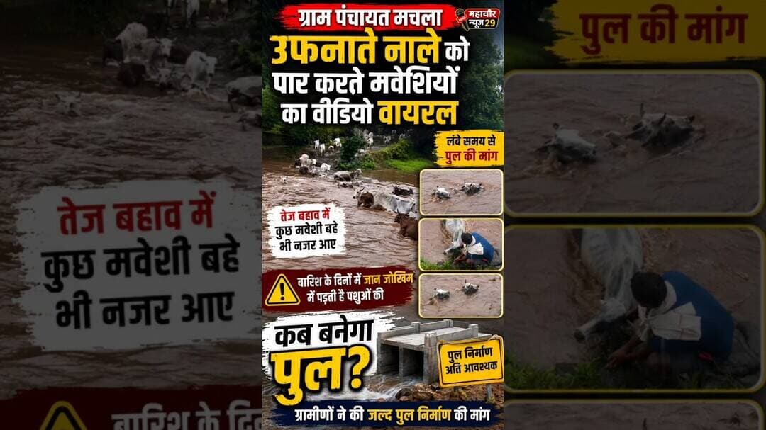 उफनाते नाले में बहे मवेशी, पुल न होने से बड़ा खतरा! 🚨 #ViralVideo #MPNews #Mandla #GroundReality