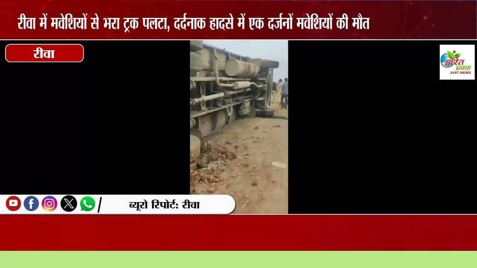 रीवा में मवेशियों से भरा ट्रक पलटा, दर्दनाक हादसे में दर्जनों मवेशियों की मौत कटिंग के लिए जा रहे थे मवेसी - ट्रक पलटने के बाद ग्रामीणों ने हाथ किया साफ कई मलभैस लेकर गायब