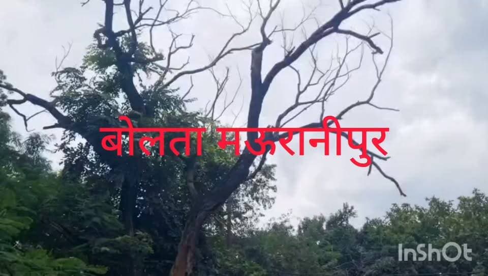 मऊरानीपुर पी डब्लू गेस्ट हाउस के पास लगे पेड़ की डाल टूटने से मोटरसाइकिल सवार सहित तीन घायल घायलों में पी डब्लू डी का कर्मचारी शामिल मोटरसाइकिल क्षतिग्रस्त