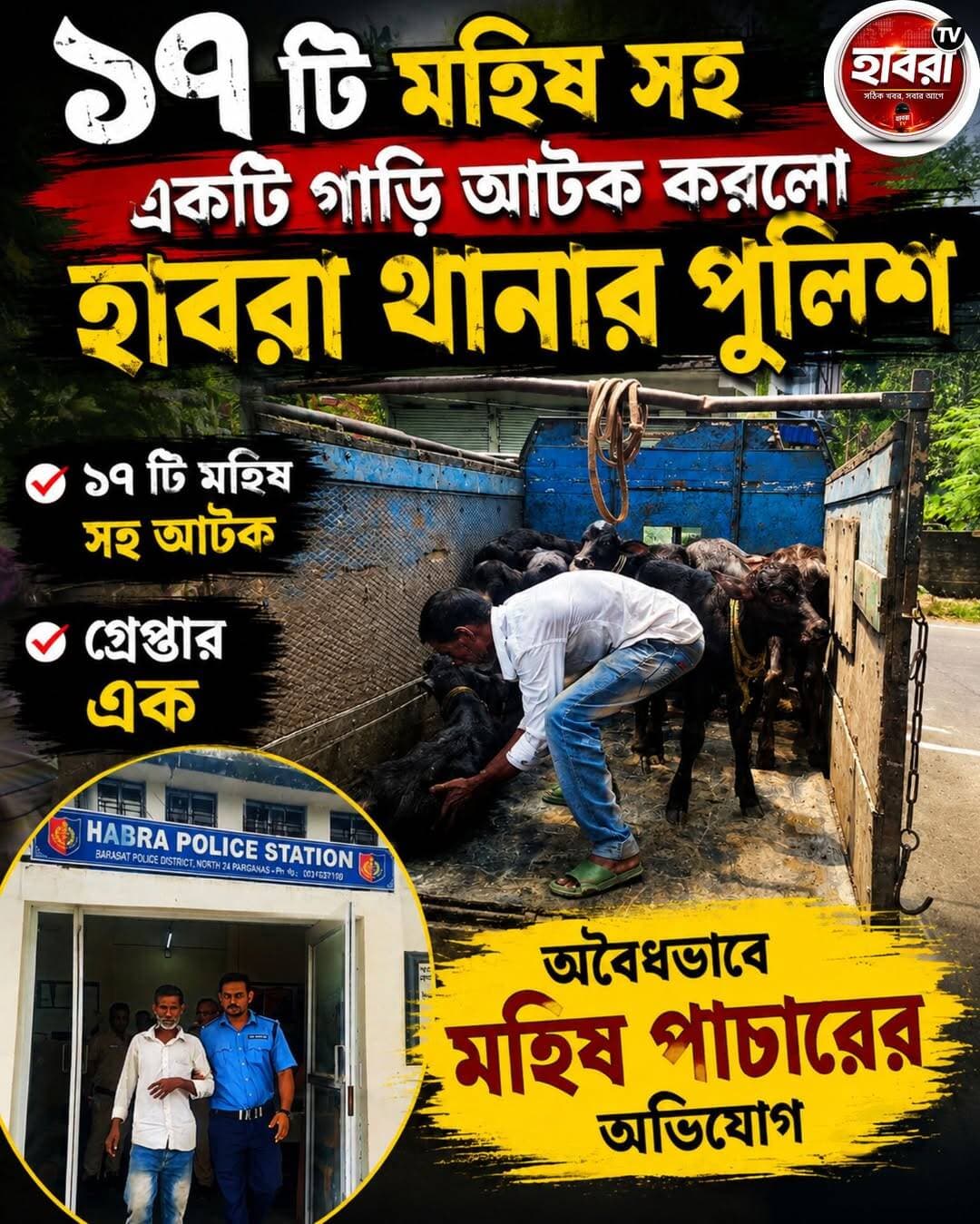 কোন বৈধ কাগজ দেখাতে পারেনি গ্রেফতার এক উদ্ধার ১৭ টি মহিষ