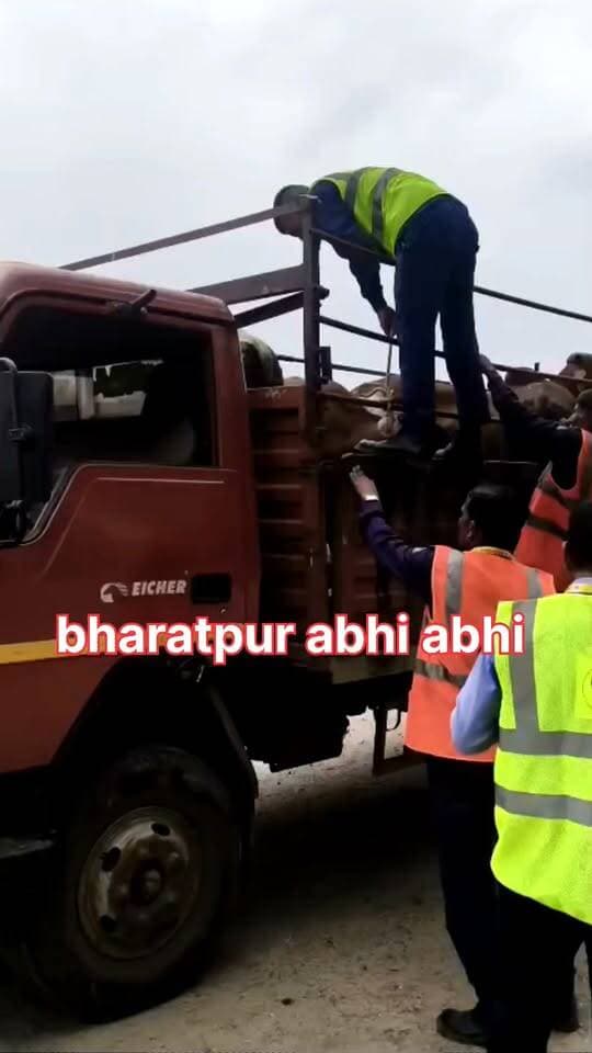 #पशु_मुक्त_हाईवे_अभियान..
भरतपुर। राष्ट्रीय राजमार्ग-21 को आवारा पशुओं से मुक्त कराकर यात्रा को सुरक्षित बनाने के लिए महुआ-भरतपुर एक्सप्रेसवे लिमिटेड का विशेष अभियान तेजी से चल रहा है। जिला सड़क सुरक्षा समिति के निर्देशों की अनुपालना में चलाए जा रहे इस अभियान के तहत परियोजना प्रमुख महेन्द्रपाल सिंह के नेतृत्व में टीम दिन-रात हाइवे पर गश्त कर रही है। अब तक बड़ी संख्या में सड़कों पर घूमते आवारा गौवंश को सुरक्षित रूप से पकड़कर गढ़ी सांवलदास गौशाला भिजवाया जा चुका है। हाइवे पर हादसों की रोकथाम और वाहन चालकों की सुगम आवाजाही के लिए चलाए जा रहे इस राहत अभियान में वरिष्ठ प्लाजा प्रबंधक दीपक कुलश्रेष्ठ, घटना प्रबंधक विशाल सिंह और सेफ्टी कॉर्डिनेटर मोहम्मद आरिश सहित पूरी एक्सप्रेसवे टीम सक्रियता से जुटी हुई है।