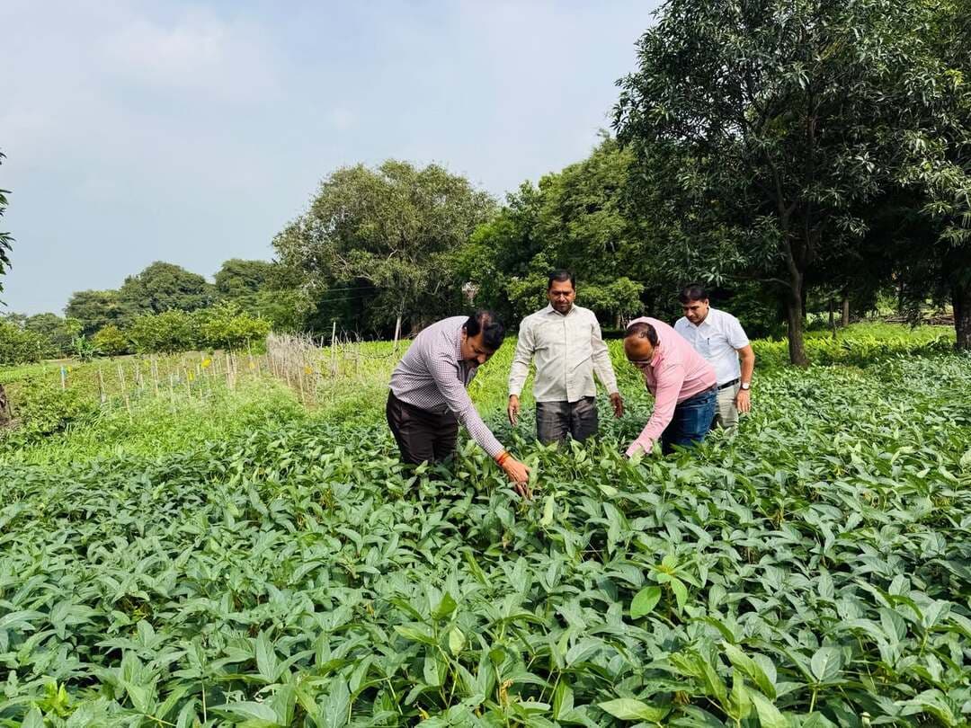 *मुख्यमंत्री जन-विश्वास अभियान के तहत कृषि अधिकारियों ने प्राकृतिक एवं जैविक खेती करने वाले किसानों के फार्म का किया भ्रमण*
इंदौर, 21 अगस्त 2026
मुख्यमंत्री जन-विश्वास अभियान के अंतर्गत संयुक्त संचालक कृषि इंदौर संभाग श्री सिंह द्वारा आज इंदौर जिले के विकासखंड इंदौर के ग्राम मोरोंदहाट में कृषक श्री दिलीप सिंह तोमर के एग्रो टूरिज्म फार्म, जैविक फार्म एवं गौशाला का भ्रमण किया गया। इस दौरान फार्म पर संचालित विभिन्न कृषि गतिविधियों का अवलोकन किया गया।
कृषक श्री दिलीप सिंह तोमर ने बताया कि उनके पास 45 एकड़ कृषि भूमि है, जिसमें से लगभग 35 एकड़ भूमि पर विगत कई वर्षों से परिवार द्वारा जैविक खेती की जा रही है। उत्पादित जैविक उपज का प्रसंस्करण कर उपभोक्ताओं को सीधे विक्रय किया जाता है। उन्होंने बताया कि लगभग 5 एकड़ क्षेत्र में एग्रो टूरिज्म फार्म विकसित किया गया है। यहां तालाब, लकड़ी से बने घर एवं पौधरोपण सहित ग्रामीण परिवेश विकसित किया गया है। फार्म पर विभिन्न प्रकार की सब्जियों का जैविक उत्पादन भी किया जा रहा है। आगंतुकों द्वारा पूर्व बुकिंग के माध्यम से यहां विवाह समारोह, जन्मदिन एवं सप्ताहांत कार्यक्रम आयोजित किए जाते हैं।
फार्म पर गौशाला भी संचालित है, जिसमें लगभग 40 गिर नस्ल की गायें हैं। इनसे प्राप्त दूध एवं घी का विक्रय किया जाता है। प्राकृतिक खेती को बढ़ावा देने के उद्देश्य से फार्म पर बायो डिजास्टर लगाया गया है, जिसमें जीवाणुओं का तेजी से गुणन होता है। इसके माध्यम से तैयार जैविक सामग्री किसानों को उपलब्ध कराई जा रही है।
संयुक्त संचालक कृषि श्री सिंह ने फार्म पर की जा रही कृषि गतिविधियों का अधिक से अधिक प्रचार-प्रसार करने पर जोर दिया। उन्होंने जैविक उत्पादों के प्रभावी विपणन के लिए प्राकृतिक कृषक उत्पादक समूह के गठन की आवश्यकता के संबंध में भी जानकारी दी। मुख्यमंत्री जनविश्वास अभियान के अंतर्गत कृषि आदान विक्रेता फर्म का निरीक्षण भी किया गया।
*प्राकृतिक खेती करने वाले किसान के फार्म का भी किया भ्रमण*
इसके पश्चात संयुक्त संचालक कृषि श्री सिंह द्वारा ग्राम उमरिया खुर्द के प्रगतिशील कृषक श्री आनंद सिंह ठाकुर के प्राकृतिक एवं जैविक खेती आधारित फार्म का भ्रमण किया गया। कृषक श्री ठाकुर द्वारा विगत कई वर्षों से लगभग 10 एकड़ भूमि पर जैविक एवं प्राकृतिक पद्धति से खेती की जा रही है।
कृषक द्वारा फसल विविधीकरण को अपनाते हुए अपने खेत में हल्दी, अरहर, मूंगफली, मक्का सहित विभिन्न फसलों का उत्पादन किया जा रहा है। मक्का की तीन प्रकार की किस्मों पॉपकॉर्न मक्का, स्वीट कॉर्न मक्का एवं देशी मक्का के साथ सोयाबीन की पीएस-1569 किस्म भी लगाई गई है।
श्री ठाकुर के खेत में ढेंचा फसल को हरी खाद के रूप में मिट्टी में मिलाया गया है। इससे मिट्टी में नाइट्रोजन तत्व की पूर्ति के साथ जैविक कार्बन की मात्रा बढ़ाने में मदद मिलेगी। फार्म के आसपास एवं मेड़ों पर विभिन्न प्रकार के फलदार वृक्ष भी लगाए गए हैं।
कृषक श्री ठाकुर ने बताया कि जैविक एवं प्राकृतिक कृषि से प्राप्त उत्पाद सीधे उपभोक्ताओं तक जैविक सेतु एवं जैविक बाजार, दक्कन वाले कुआं के माध्यम से पहुंचाए जाते हैं। इस कारण उन्हें अपनी जैविक उपज मंडी में बेचने की आवश्यकता नहीं पड़ती।
*किसानों से प्राकृतिक खेती अपनाने की अपील*
संयुक्त संचालक कृषि श्री सिंह ने इंदौर संभाग के किसानों से अधिक से अधिक प्राकृतिक खेती अपनाने की अपील की। उन्होंने कहा कि प्राकृतिक एवं जैविक खेती से खेती की लागत को कम करने में मदद मिलती है तथा उपभोक्ताओं को शुद्ध अनाज, फल एवं सब्जियां उपलब्ध होती हैं। साथ ही इससे मिट्टी की उर्वरता एवं स्वास्थ्य को बेहतर बनाए रखने में भी सहायता मिलती है।
उन्होंने कहा कि किसानों के बीच जैविक एवं प्राकृतिक खेती तथा फसल विविधीकरण के संबंध में व्यापक प्रचार-प्रसार किया जाना चाहिए। ऐसे प्रगतिशील किसानों की पहचान कर उनके उत्पादों के लिए बेहतर बाजार उपलब्ध कराने के प्रयास किए जाएं, जिससे किसान आर्थिक रूप से सशक्त बन सकें।
भ्रमण के दौरान सहायक संचालक कृषि श्री दिलीप जाट, वरिष्ठ कृषि विकास अधिकारी विकासखंड इंदौर श्री सत्यनारायण जाट, कृषक श्री आनंद सिंह ठाकुर, श्री दिलीप सिंह तोमर एवं श्री संजय तोमर सहित अन्य संबंधित उपस्थित रहे।
---
#JansamparkMP #indore #इंदौर #NaturalFarming #OrganicFarming
CM Madhya Pradesh
Collector Office Indore
JDjansampark Indore
Indore Commissioner
Department of Agriculture, Madhya Pradesh