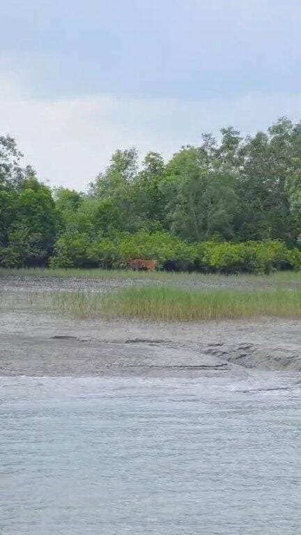 সুন্দরবনে বাঘের দর্শন, ক্যামেরাবন্দি করলেন পর্যটকরা
#Sundarbans #RoyalBengalTiger