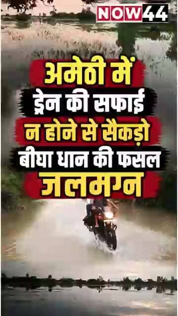 अमेठी में ड्रेन की सफाई न होने से सैकड़ों बीघा धान की फसल जलमग्न #now44 #ytshorts #breaking #amethi