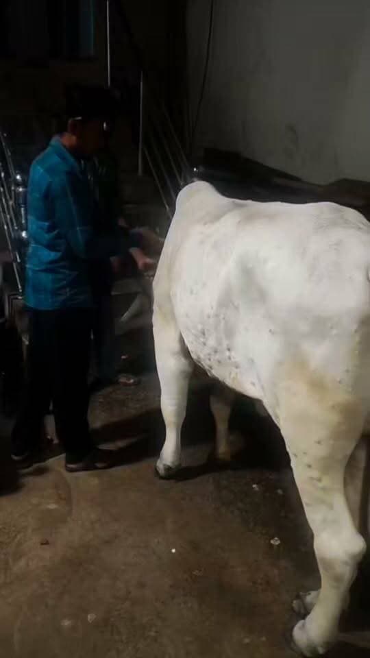 लम्पी वायरस से पीड़ित गौ माता का निःशुल्क उपचार कराया गया
बांदा। बाबूलाल चौराहा के पास लम्पी वायरस से पीड़ित गौ माता का पुनः निःशुल्क उपचार कराया गया। यह उपचार प्राणी सेवा समूह चैरिटेबल ट्रस्ट, बांदा के संस्थापक श्री सुरेंद्र सोनी जी एवं उनकी टीम द्वारा अनुभवी पशु चिकित्सक की देखरेख में कराया गया।
ट्रस्ट की टीम ने गौ माता की स्थिति का जायजा लेते हुए आवश्यक उपचार और देखभाल की। टीम द्वारा बीमार एवं असहाय पशुओं की सेवा के लिए लगातार प्रयास किए जा रहे हैं।
प्राणी सेवा समूह चैरिटेबल ट्रस्ट की इस पहल का उद्देश्य जरूरतमंद और बीमार पशुओं को समय पर उपचार उपलब्ध कराना है, ताकि उन्हें बेहतर स्वास्थ्य मिल सके। उपचार की यह सेवा निःशुल्क उपलब्ध कराई जाती है।
श्री सुरेंद्र सोनी जी ने लोगों से अपील की कि यदि किसी पशु के बीमार या घायल होने की जानकारी मिले तो उसकी मदद के लिए आगे आएं और समय रहते उपचार की व्यवस्था कराएं।
“प्राणी सेवा परमोधर्मः”
स्थान: बाबूलाल चौराहा के पास, बांदा
#प्राणीसेवा #गौसेवा #सुरेंद्रसोनी #बांदा #लम्पीवायरस
