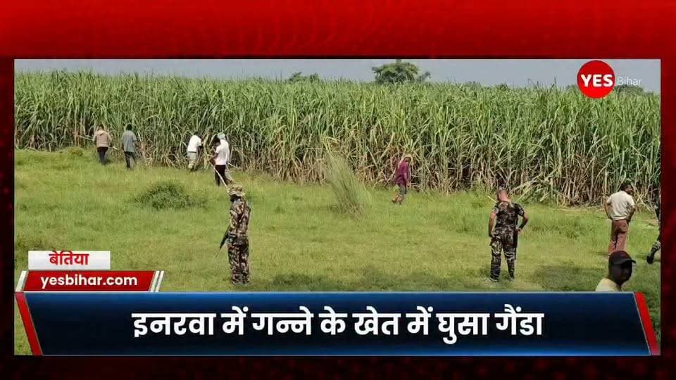 Bihar news : पश्चिमी चंपारण जिले इंडो नेपाल बॉर्डर से सटे इनरवा में गन्ने के खेत में घुसा गैंडा, किसान पर किया हमला; बाल-बाल बची जान। एसएसबी ने ड्रोन कैमरे से ट्रैक किया लोकेशन, जंगल की ओर भेजने की कवायद; ग्रामीणों में दहशत। मैनाटाड़ प्रखंड क्षेत्र के इनरवा थाना अंतर्गत इनरवा गांव स्थित रामजानकी मंदिर देवीगंज के समीप गुरुवार को गन्ने के खेत में गैंडा घुस आने से इलाके में दहशत फैल गई। गुरूवार के सुबह करीब 8 बजे अपने गन्ने के खेत में काम करने गए एक किसान पर गैंडे ने हमला कर दिया। हालांकि आसपास मौजूद किसानों के शोर मचाने पर गैंडा खेत के अंदर चला गया, जिससे किसान बाल-बाल बच गए। बताया जाता है कि इनरवा गांव निवासी फेकू यादव के 45 वर्षीय पुत्र रामबहादुर यादव अपने गन्ने के खेत में काम करने गए थे। इसी दौरान अचानक गैंडा सामने आ गया और उनकी ओर दौड़ा और हमला कर दिया। गैंडे को अपनी ओर आता देख किसान घबरा गए, और चिल्लाने लगे।आसपास के खेतों में काम कर रहे किसानों ने भी जब शोर मचाया। हो हल्ला सुन गैंडा गन्ने के खेत के अंदर चला गया। घटना की सूचना मिलते ही ग्रामीणों ने वन विभाग को जानकारी दी। इसके बाद मंगुराहा के वन रेंजर अंशुमन कुमार, फौरेस्टर विद्यासागर, वनरक्षी मनीष कुमार समेत अन्य वनकर्मी मौके पर पहुंचे। वन विभाग की टीम ने गैंडे के मूवमेंट पर नजर रखते हुए उसके लोकेशन को ट्रैक करने का प्रयास शुरू किया। नगरदेही एसएसबी जवानों ने ड्रोन कैमरे की मदद से भी गैंडे की लोकेशन का पता लगाया गया। सुरक्षा के मद्देनजर इनरवा थानाध्यक्ष संतोष कुमार सिंह पुलिस बल के साथ मौके पर मौजूद रहे और लोगों को गन्ने के खेत की ओर जाने से रोकते रहे। वहीं एसएसबी 44वीं बटालियन के नगरदेही कैंप के हवलदार नंदकिशोर कुशवाहा, एसओजी टीम के दीपक कुमार समेत अन्य जवान भी मौके पर मौजूद रहे। मंगुराहा वन रेंज के रेंजर अंशुमन कुमार ने बताया कि गैंडे की लोकेशन को ट्रैक किया जा रहा है। गैंडे गन्ने के खेत में छिपा हुआ है। प्रयास है कि उसे सुरक्षित तरीके से जंगल की ओर भेज दिया जाए। इधर, गैंडे के खेत में छिपे होने की सूचना से आसपास के किसानों में भय का माहौल बना रहा। कई किसानों ने एहतियात के तौर पर खेतों की ओर जाने से परहेज किया। #WestChamparan #IndoNepalBorder #Inarwa #Mainatand #RhinoAttack #RhinoInSugarcaneField #WildlifeNews #SSB #DroneTracking #ForestDepartment #BiharNews #WestChamparanNews #MainatandNews #InarwaNews #ValmikiTigerReserve #RhinoRescue #BreakingNews #LocalNews #Bihar