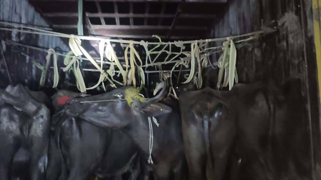 दुर्गावती पुलिस ने एक कंटेनर ट्रक से तस्करी की 36 मवेशियों को किया बरामद। एक चालक को किया गिरफ्तार।
कंटेनर चालक सरताज चौधरी पिता गायुर हसन ग्राम चोनाह थाना चौनहा जिला गया का बताया जा रहा।