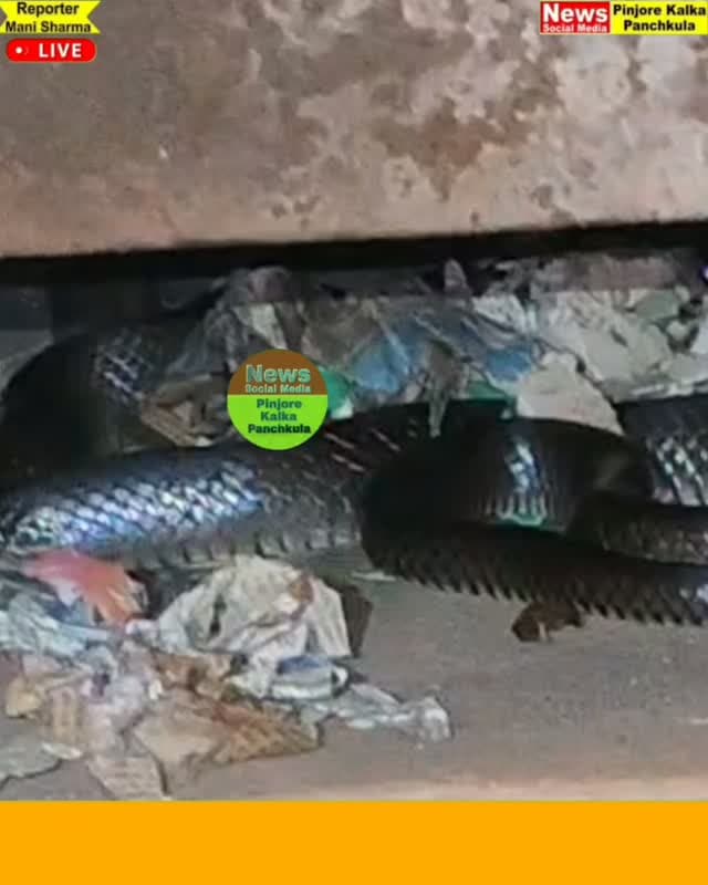 पंचकूला के पहाड़ी क्षेत्र मोरनी में रोजगार कार्यालय में घुसा सांप।
Like /comment /share / follow instagram and you tube subscribe
https://nsmpkp.com News Social Media Pinjore Kalka Panchkula Reporter mani Pinjore / kalka 22-8-2026,
my E-mail:manisharma4009@ gmail.com what's app no:-9896944009
