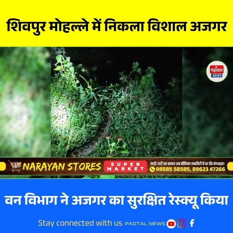 सरगुजा के लखनपुर वनपरिक्षेत्र अंतर्गत शिवपुर मोहल्ले में अजगर निकलने से हड़कंप मच गया। सूचना मिलते ही वन विभाग की टीम मौके पर पहुंची और कड़ी मशक्कत के बाद अजगर का सुरक्षित रेस्क्यू किया। रेस्क्यू के बाद अजगर को जंगल में छोड़ दिया गया। समय पर हुई कार्रवाई से मोहल्लेवासियों ने राहत की सांस ली। #Surguja #Lakhanpur #phyton #chhattisgarh