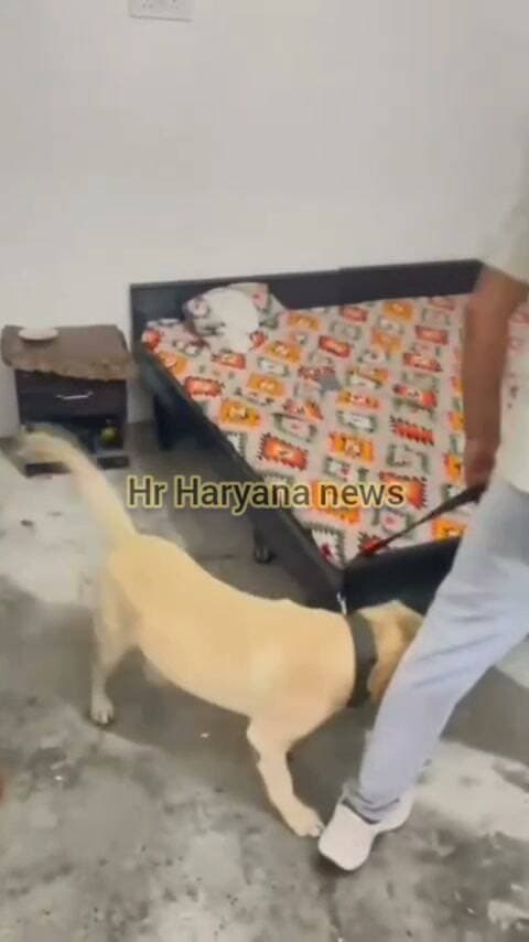 यमुनानगर पुराना हमीदा क्षेत्र में पुलिस की दबिश