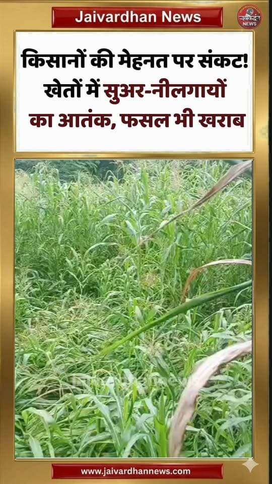 किसानों की मेहनत पर संकट! खेतों में सुअर-नीलगायों का आतंक, फसल भी खराब #jaivardhannews