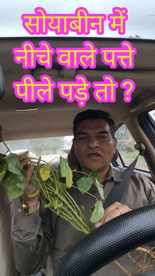 सोयाबीन में नीचे के पत्ते पीले पड़ रहे है तो क्या करे ? #सोयाबीन