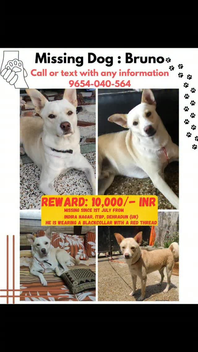 NAME: Bruno тЭдя╕П
He has been missing since 1st July 11 pm...
Went missing from Indira Nagar (Near ITBP), Dehradun (UK)
If anyone has seen him, please inform us !!
Call us on 9654040564
If you spot him anywhere, please click a picture and make a small video, send us over to be sure that it's him.
REWARD : 10,000/- INR