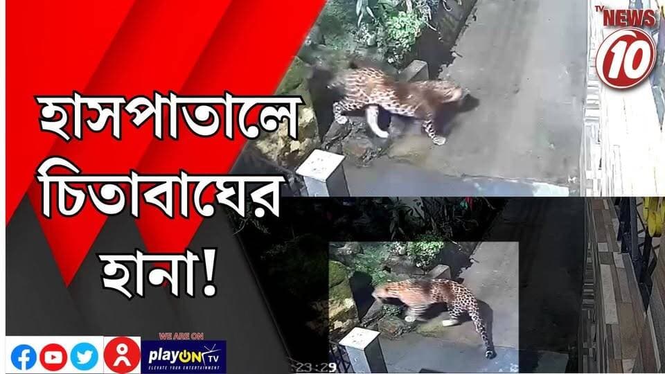 হাসপাতালে চিতাবাঘের হানা! || দার্জিলিং || #tvnews10 #LocalNews #follower #BJPNEWS #TMCNEWS #congress