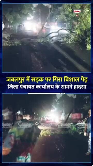 जबलपुर में बारिश के बीच सड़क पर गिरा विशाल पेड़! बाल-बाल बचे राहगीर | Jabalpur News