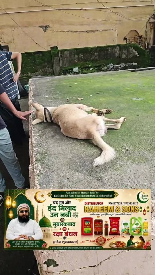 आम आदमी किसी जानवर की मदद करने के लिए निकलता है और क्या-क्या समस्याएं उसके साथ आती हैं लिए दिखाते हैं live