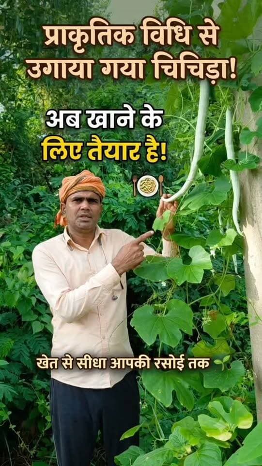 प्राकृतिक विधि से उगाया चिचिड़ा अब खाने के लिए तैयार है। 🌱 #farminglifetrending_reels_💸kisan_desi🧒_👳❤️ #shortreelvideo🙏❤️ #farminglife🌾👨🌾 #चिचिंडा_की_सब्जी Yogendra Prajapati