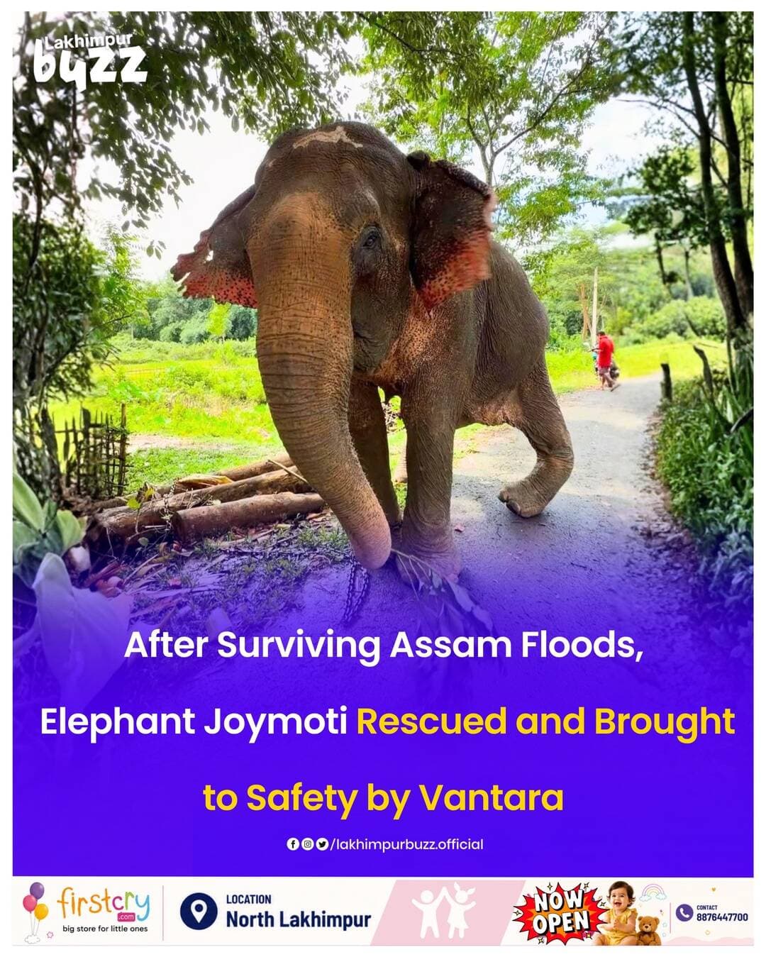 <nis:link nis:type=tag nis:id=news nis:value=News nis:enabled=true nis:link/> || Joymoti, a 53-year-old female elephant rescued from devastating floodwaters in Nagaland, is being airlifted to Vantara in Jamnagar for specialised veterinary care.
Rescued in July with the support of local communities and government agencies, Joymoti suffered multiple injuries after being swept away by floodwaters. She has wounds on her forehead, right ear, abdomen, left inner thigh and near the base of her tail.
Her condition was further complicated by a deep wound around her external genital area, which had become infested with maggots. She is also blind in her right eye due to severe damage and continues to suffer from persistent tearing.
Joymoti has also been living with longstanding lameness in her left hind leg following a fracture sustained during logging. The condition has severely affected her mobility and made it difficult for her to reach food and water.
She is now being moved to Vantara, where she will receive advanced veterinary treatment and rehabilitation aimed at improving her health, mobility and overall quality of life.