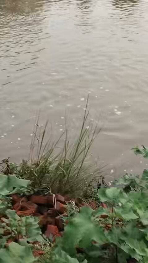 मैहर जिले के तिलोरा उमरी गांव में नदी में एक युवक के डूबने की दुखद सूचना सामने आई है। युवक को खोजने के लिए रेस्क्यू टीम द्वारा दोपहर करीब 1 बजे से लगातार सर्चिंग अभियान चलाया जा रहा है, लेकिन समाचार लिखे जाने तक युवक का कोई पता नहीं चल सका है.
नदी में सर्च ऑपरेशन जारी है। आगे की जानकारी मिलने पर खबर अपडेट की जाएगी