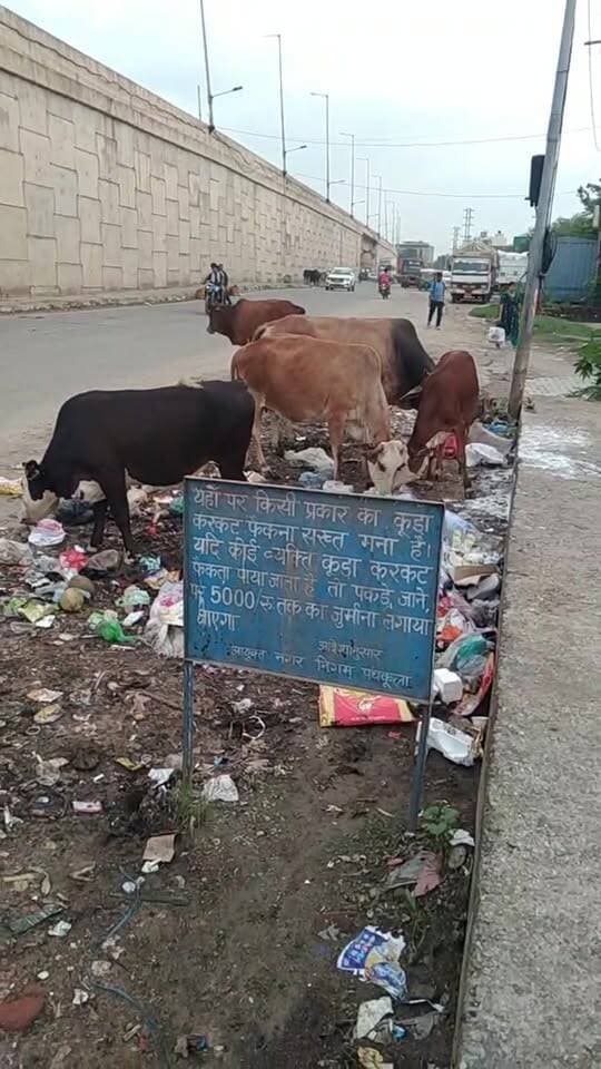 नेशनल हाईवे 7 पर रामगढ़ के पास पहले कूड़ा करकट और उसमें आवारा पशु मुँह मार रहे कृपया प्रशासन इस तरफ ध्यान दें