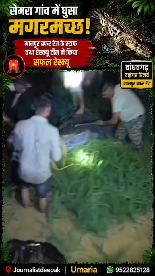 💥 सेमरा गांव में घुसा मगरमच्छ, रेस्क्यू टीम ने किया सुरक्षित रेस्क्यू!
बांधवगढ़ टाइगर रिजर्व की मानपुर बफर रेंज के सेमरा गांव में बारिश के चलते बढ़े नाले के जलस्तर के बीच मगरमच्छ गांव के बाहरी इलाके तक पहुंच गया। सूचना मिलते ही वन अमला और रेस्क्यू टीम मौके पर पहुंची और बिना किसी नुकसान के मगरमच्छ का सफल रेस्क्यू किया।
रेस्क्यू के बाद मगरमच्छ को सुरक्षित सोन नदी में छोड़ दिया गया।
वन विभाग की अपील—मगरमच्छ या कोई अन्य वन्यजीव दिखे तो खुद पकड़ने की कोशिश न करें, तुरंत वन विभाग को सूचना दें।
#Umaria #Bandhavgarh #Semra #ManpurBufferRange #CrocodileRescue #Crocodile #WildlifeRescue #BandhavgarhTigerReserve #Wildlife #MadhyaPradesh #UmariaNews #RescueOperation #ViralVideo #JournalistDeepak #मगरमच्छ #बांधवगढ़ #उमरिया #रेस्क्यू #वन्यजीव