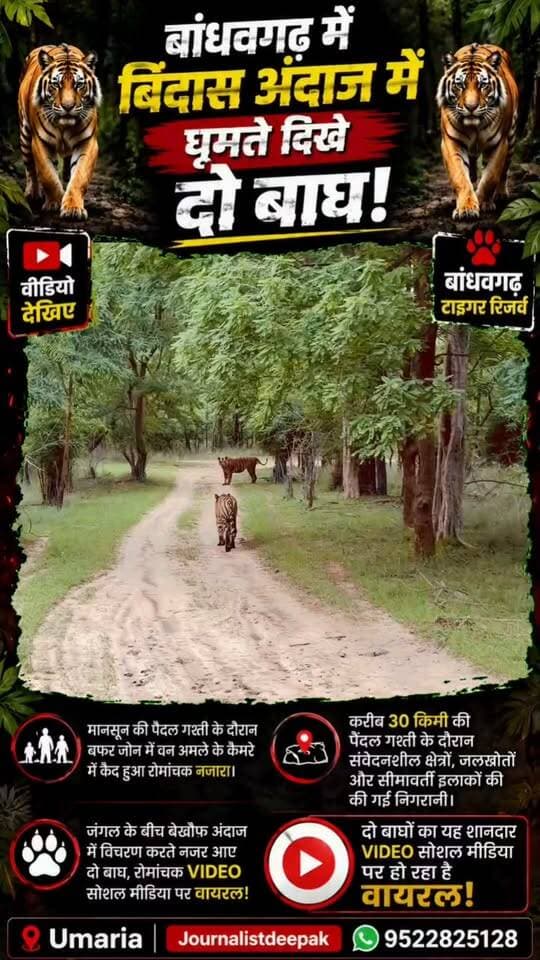 🔥 बांधवगढ़ में बिंदास अंदाज में घूमते दिखे दो बाघ!
मानसून की पैदल गश्ती के दौरान बफर जोन में वन अमले के कैमरे में कैद हुआ रोमांचक नजारा। जंगल के बीच बेखौफ अंदाज में विचरण करते नजर आए दोनों बाघ। करीब 30 किमी की पैदल गश्ती के दौरान वन अमले ने संवेदनशील क्षेत्रों, जलस्रोतों और सीमावर्ती इलाकों की निगरानी की।
दो बाघों का यह शानदार VIDEO सोशल मीडिया पर वायरल हो रहा है।
#Bandhavgarh #Tiger #TigerReserve #Umaria #Wildlife #TigerSighting #MadhyaPradesh #बांधवगढ़ #बाघ #वन्यजीव #उमरिया #viralvideochallenge