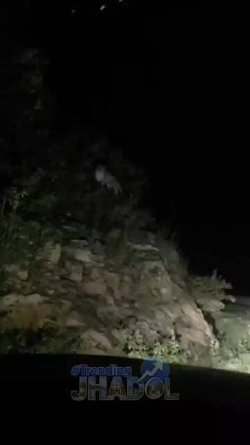 गोराना नाल में दिखा पैंथर