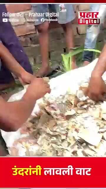 उंदरांनी लावली वाट