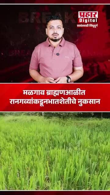 मळगाव ब्राह्मणआळीत रानगव्यांकडून भातशेतीचे नुकसान