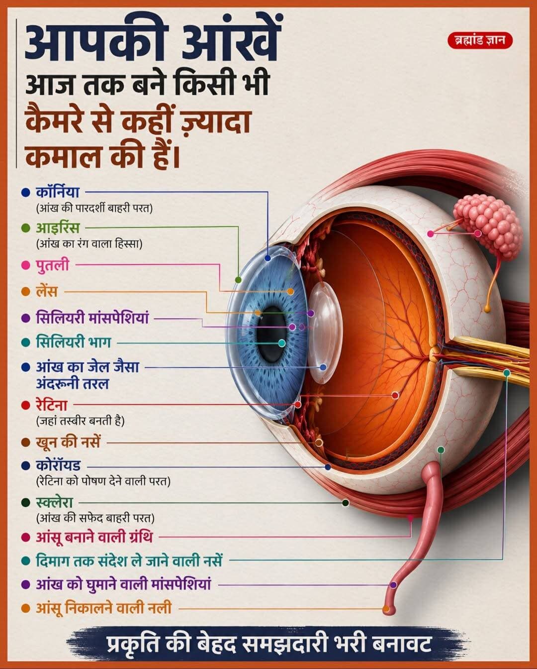 आपकी आंखें हर सेकंड करोड़ों जानकारियां देखती हैं, लेकिन तस्वीर असल में कहां बनती है, यह जानकर हैरानी होगी।
जिसे आप "देखना" कहते हैं, उसमें सिर्फ आंख नहीं, आपका दिमाग भी बराबर का पार्टनर होता है।
आंख सिर्फ एक कैमरा नहीं है, बल्कि उससे कहीं ज्यादा एडवांस बायोलॉजिकल सिस्टम है। कैमरा सिर्फ फोटो कैप्चर करता है, लेकिन आंख रोशनी को पकड़कर उसे ऐसे सिग्नल में बदल देती है, जिसे दिमाग समझ सके। तभी हमें दुनिया रंगों और आकारों में दिखाई देती है।
जब रोशनी आंख में प्रवेश करती है, तो सबसे पहले कॉर्निया उसे मोड़ता है। फिर पुतली रोशनी की मात्रा कंट्रोल करती है और लेंस उसे सही जगह फोकस करता है। आखिर में यह रोशनी रेटिना तक पहुंचती है, जहां लाखों खास कोशिकाएं उसे इलेक्ट्रिकल सिग्नल में बदल देती हैं।
इसके बाद सबसे दिलचस्प काम शुरू होता है। ये सिग्नल आंख से निकलकर ऑप्टिक नर्व के जरिए सीधे दिमाग तक पहुंचते हैं। असली तस्वीर वहीं तैयार होती है। यानी अगर दिमाग इन संकेतों को समझ न पाए, तो आंखें बिल्कुल ठीक होने के बावजूद देखना संभव नहीं होगा।
आंख का हर हिस्सा अपना अलग काम करता है। आइरिस रोशनी कंट्रोल करता है, सिलियरी मसल्स पास और दूर की चीजों पर फोकस करने में मदद करती हैं, जबकि आंसू आंखों को साफ और सुरक्षित रखते हैं। यही वजह है कि इतनी छोटी-सी आंख मिलकर इतना बड़ा काम कर पाती है।
दिलचस्प बात यह भी है कि आधुनिक कैमरा टेक्नोलॉजी का डिज़ाइन काफी हद तक इंसानी आंख से प्रेरित है। यानी प्रकृति ने करोड़ों साल पहले जो सिस्टम बनाया, इंसान आज भी उसे पूरी तरह कॉपी नहीं कर पाया है।
आपको आंख का कौन-सा हिस्सा सबसे ज्यादा कमाल का लगा—रेटिना, लेंस या ऑप्टिक नर्व? कमेंट में जरूर बताइए।
जानकारी का ओरिजन सोर्स: अमेरिकन एकेडमी ऑफ ऑप्थैल्मोलॉजी
<nis:link nis:type=tag nis:id=eye nis:value=Eye nis:enabled=true nis:link/> <nis:link nis:type=tag nis:id=humanbody nis:value=HumanBody nis:enabled=true nis:link/> <nis:link nis:type=tag nis:id=science nis:value=Science nis:enabled=true nis:link/> <nis:link nis:type=tag nis:id=anatomy nis:value=Anatomy nis:enabled=true nis:link/> <nis:link nis:type=tag nis:id=health nis:value=Health nis:enabled=true nis:link/>