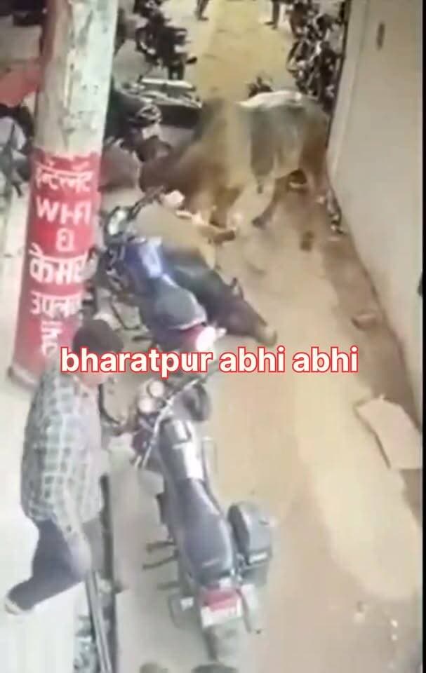 #भरतपुर। नदबई में पुलिस थाने के सामने शुक्रवार शाम दो सांड आपस में भिड़ गए। आक्रामक होकर लड़ते हुए सांड दुकानों के बाहर खड़े वाहनों पर जा चढ़े, जिससे तीन बाइक और एक स्कूटी बुरी तरह क्षतिग्रस्त हो गई। तेज आवाज सुनकर बाहर आए दुकानदारों और वाहन मालिकों ने अपने वाहन बचाने की कोशिश की, लेकिन सांडों के खौफ से कई लोग दूर खड़े रहने को मजबूर हुए। उत्पात की यह पूरी घटना पास ही स्थित एक दुकान के सीसीटीवी कैमरे में कैद हो गई। घटना के बाद वाहन मालिकों को भारी नुकसान झेलना पड़ा है, जिससे स्थानीय लोगों में आवारा सांडों के बढ़ते आतंक को लेकर भारी आक्रोश है।