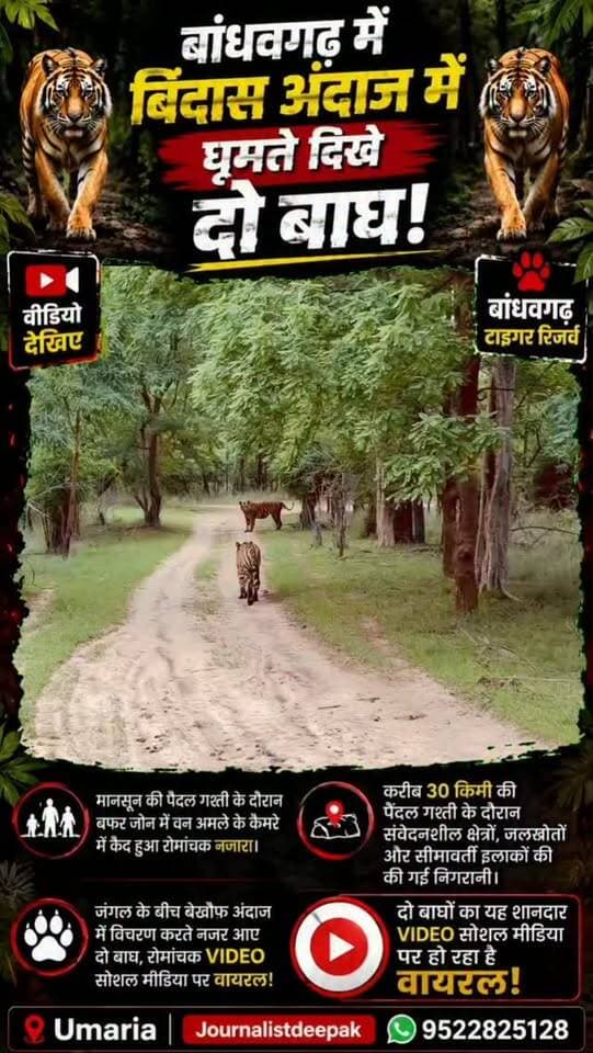 🔥 बांधवगढ़ में बिंदास अंदाज में घूमते दिखे दो बाघ!
मानसून की पैदल गश्ती के दौरान बफर जोन में वन अमले के कैमरे में कैद हुआ रोमांचक नजारा। जंगल के बीच बेखौफ अंदाज में विचरण करते नजर आए दोनों बाघ। करीब 30 किमी की पैदल गश्ती के दौरान वन अमले ने संवेदनशील क्षेत्रों, जलस्रोतों और सीमावर्ती इलाकों की निगरानी की।
दो बाघों का यह शानदार VIDEO सोशल मीडिया पर वायरल हो रहा है।
#Bandhavgarh #Tiger #TigerReserve #Umaria #Wildlife TigerSighting MadhyaPradesh बांधवगढ़ बाघ वन्यजीव उमरिया ViralVideo