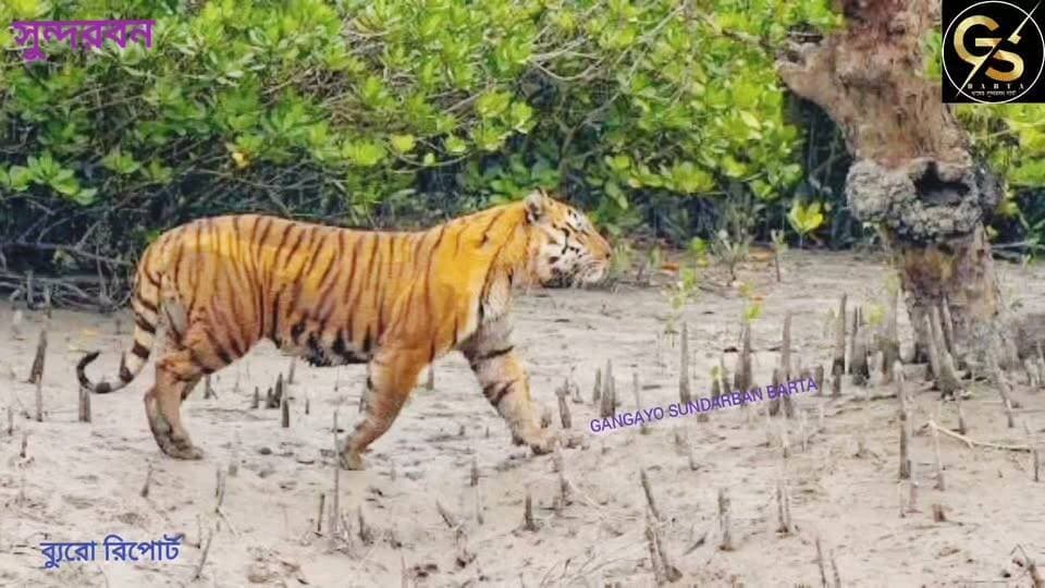 ঝড়খালিতে আবার বাঘের মৃত্যু, কয়েকদিনের ব্যবধানে সুন্দরীকে হারিয়ে এবার চলে গেল সুন্দর #GSB #tigardeats #ForestDepartment #Sundarbans