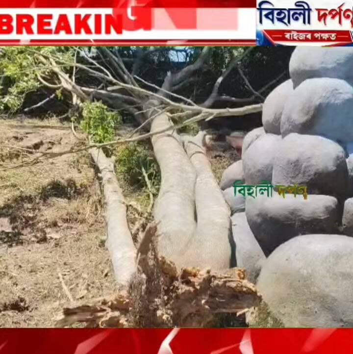 বিশ্বনাথ ঘাটৰ পৰ্যটন স্থলী উমাতুমনিত অঘটন ,বন্যহস্তীৰ সন্ত্ৰাসত, লণ্ডভণ্ড গ্ৰীণ আছিয়ানা আইলেণ্ড ৰিজৰ্ট*✅✅✅#behalidarpan