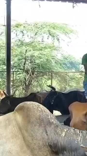 #चण्डौस गो रक्षा विभाग ने श्रावण मास में चलाया गौ सेवा अभियान