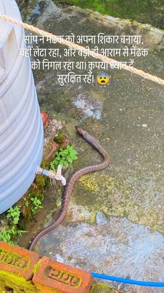 सांप ने मेंढक को अपना शिकार बनाया, वहीं लेटा रहा, और बड़ी ही आराम से मेंढक को निगल रहा था। कृपया ध्यान दें, सुरक्षित रहें।
.
.
.
#kotdwar #snake #dangerously #instagram #keepsafeevery0ne