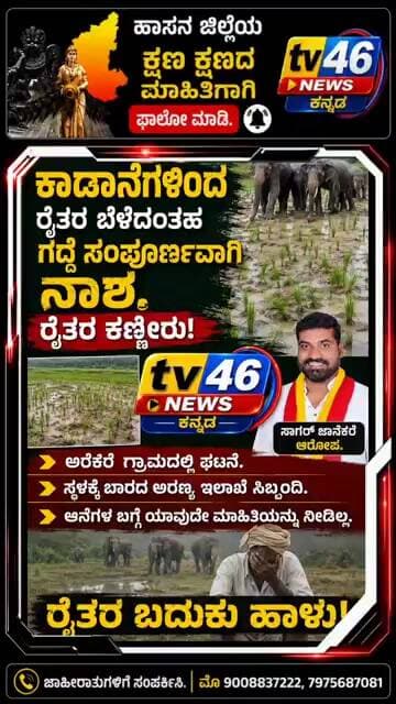 ಸಕಲೇಶಪುರ: ಕಾಡಾನೆಗಳ ಹಾವಳಿಗೆ ಅರೆಕೆರೆ ಗ್ರಾಮದ ರೈತರ ಗದ್ದೆಗಳು ಸಂಪೂರ್ಣ ನಾಶ.