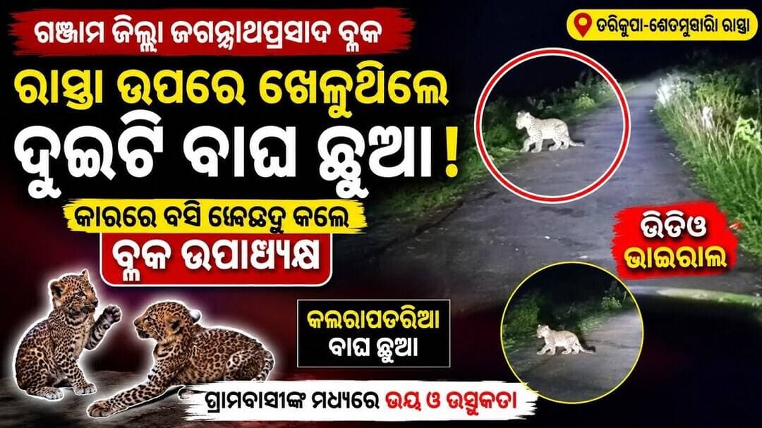 ରାତିରେ ରାସ୍ତା ଉପରେ ୨ ବାଘ ଛୁଆ! କ୍ୟାମେରାରେ କଏଦ ଦୃଶ୍ୟ #abhayanews #viral #viralvideo