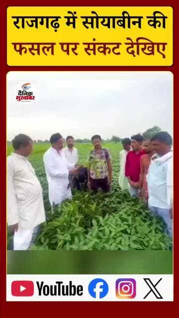 सोयाबीन की फसल खराब, किसानों ने उठाई मुआवजे की मांग।