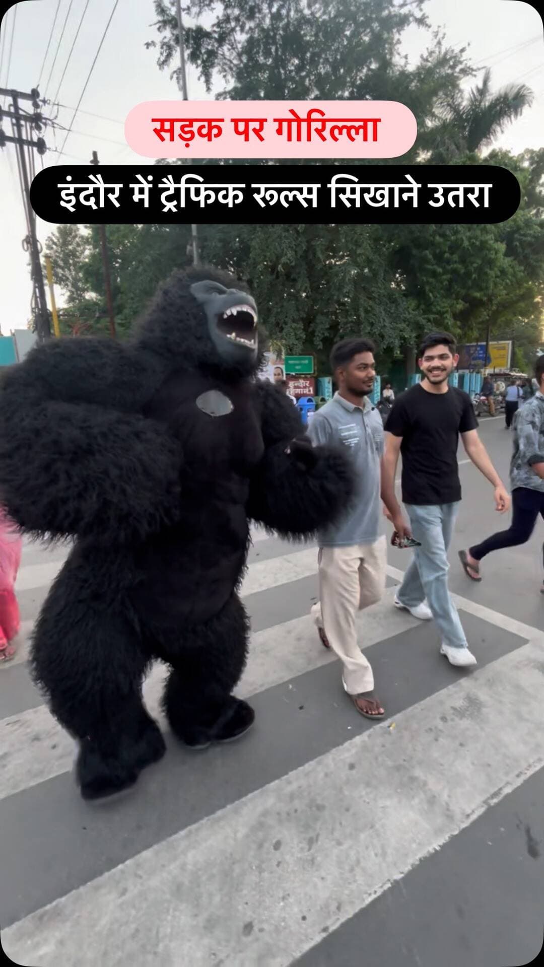 गोरिल्ला 🦍 ने ट्रैफिक कंट्रोल कर सिखायें रूल्स #indore #mppolice #indorepolice #viralreels #roadsafety