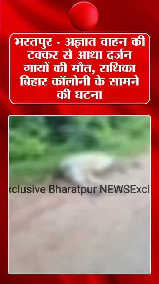भरतपुर - अज्ञात वाहन की टक्कर से आधा दर्जन गायों की मौत, राधिका बिहार कॉलोनी के सामने की घटना