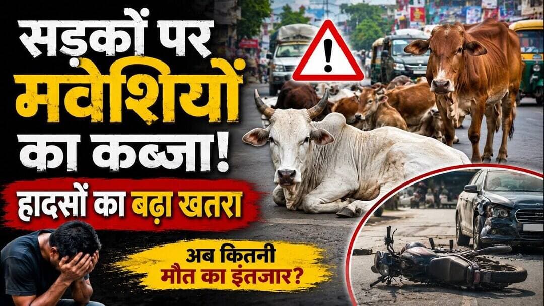 सड़क पर मवेशियों का कब्जा, हादसों में लगातार जा रही जान! 😱 #shorts #cgnews