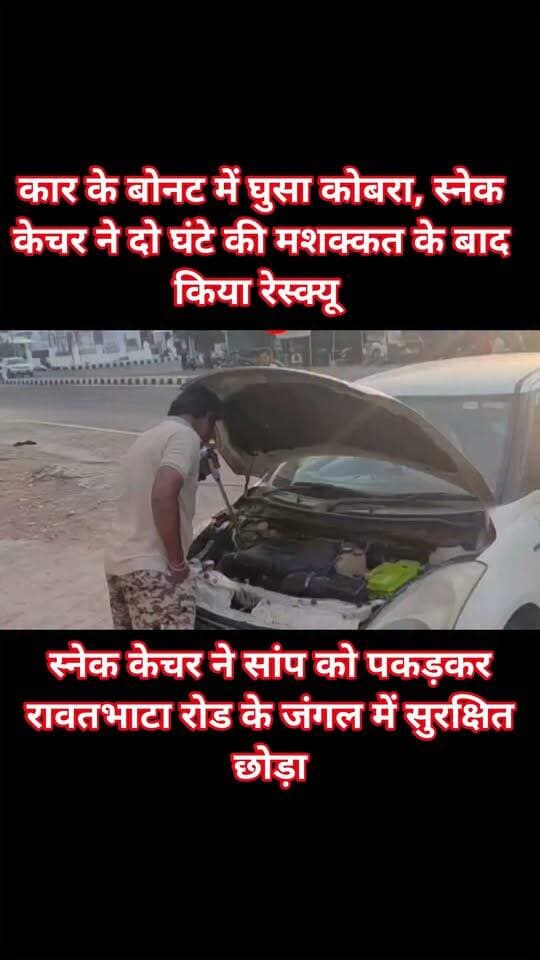 कार के बोनट में घुसा कोबरा, स्नेक केचर ने दो घंटे की मशक्कत के बाद किया रेस्क्यू
स्नेक केचर ने सांप को पकड़कर रावतभाटा रोड के जंगल में सुरक्षित छोड़ा,
कोटा के श्रीनाथपुरम में एक डिजायर कार के आगे के हिस्से में ब्लैक कोबरा घुस गया। करीब दो घंटे तक सांप कार में ही फंसा रहा, जिससे मौके पर लोगों की भीड़ जमा हो गई।कार मालिक महावीर नागर ने बताया कि सांप दिखने के बाद उन्होंने स्नेक कैचर गोविंद शर्मा को फोन पर सूचना दी। स्थिति की गंभीरता को समझते हुए गोविंद शर्मा तुरंत मौके पर पहुंचे। काफी मशक्कत के बाद उन्होंने करीब 5 फीट लंबे ब्लैक कोबरा को सुरक्षित बाहर निकाला। बाद में वन विभाग के अधिकारियों को सूचना देकर सांप को रावतभाटा रोड के जंगल में सुरक्षित छोड़ दिया गया। गोविंद शर्मा ने बताया कि बारिश में सांप अक्सर गर्म जगह की तलाश में वाहनों में घुस जाते हैं। ऐसे में वाहन चलाने से पहले बोनट की जांच जरूर करनी चाहिए।