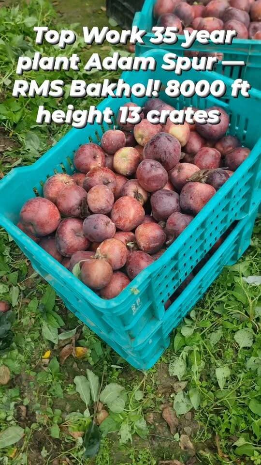 🍎 Top Work Adam Spur — RMS Bakhol! 8000 ft height
एक ही पौधे से 13 Crates का शानदार उत्पादन। 🔥👏
RMS Bakhol | Adam Spurएक पौधा, 13 क्रेट — यही है बेहतरीन orchard management का नतीजा! 🍎