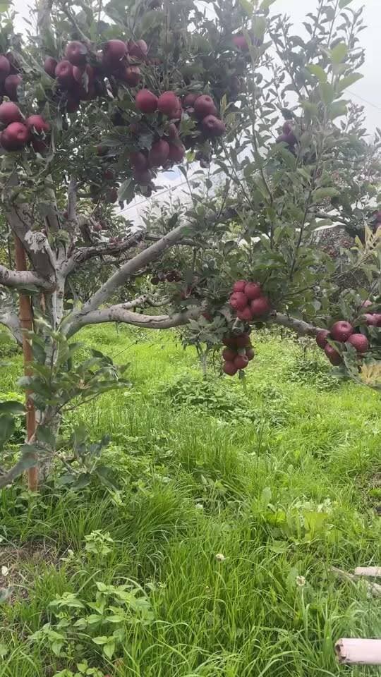7500 height gala rms bakhol