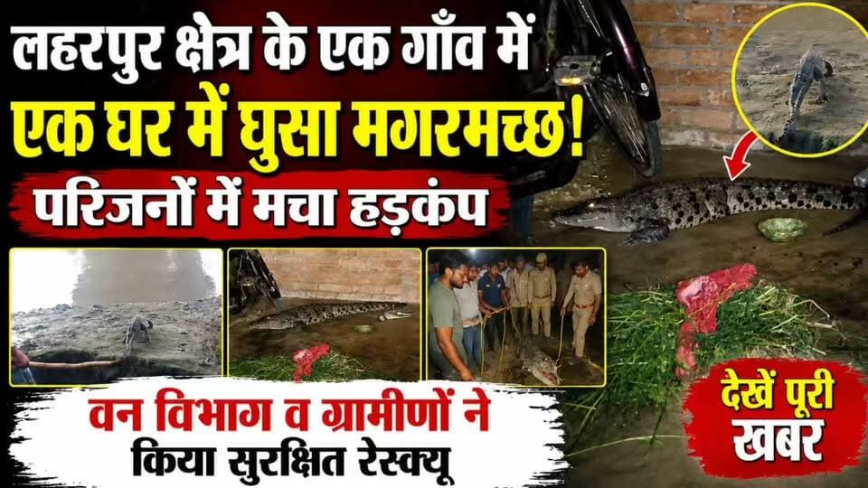 लहरपुर के गांव में घर में घुसा मगरमच्छ, मचा हड़कंप, वन विभाग व ग्रामीणों ने किया सुरक्षित रेस्क्यू।