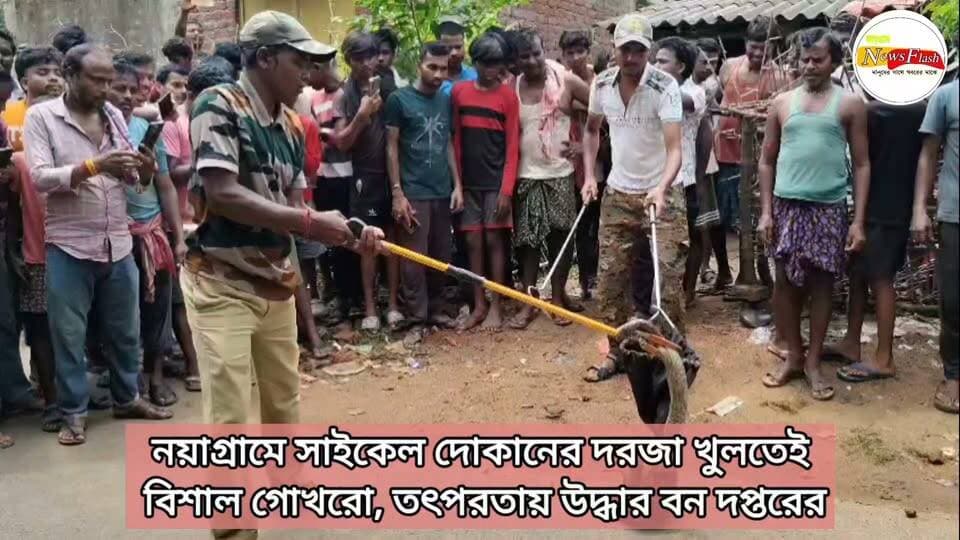 নয়াগ্রামে সাইকেল দোকানের দরজা খুলতেই বিশাল গোখরো, তৎপরতায় উদ্ধার বন দপ্তরের
