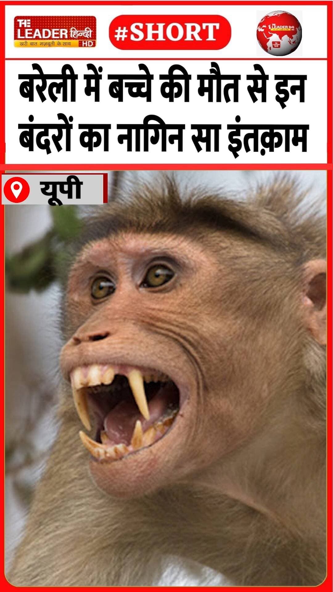 मुहल्ला बानख़ाना बग़िया में दहशत | 23 Aug 2026 | #bareilly #upnews #monkey #death #shorts #viralnews
